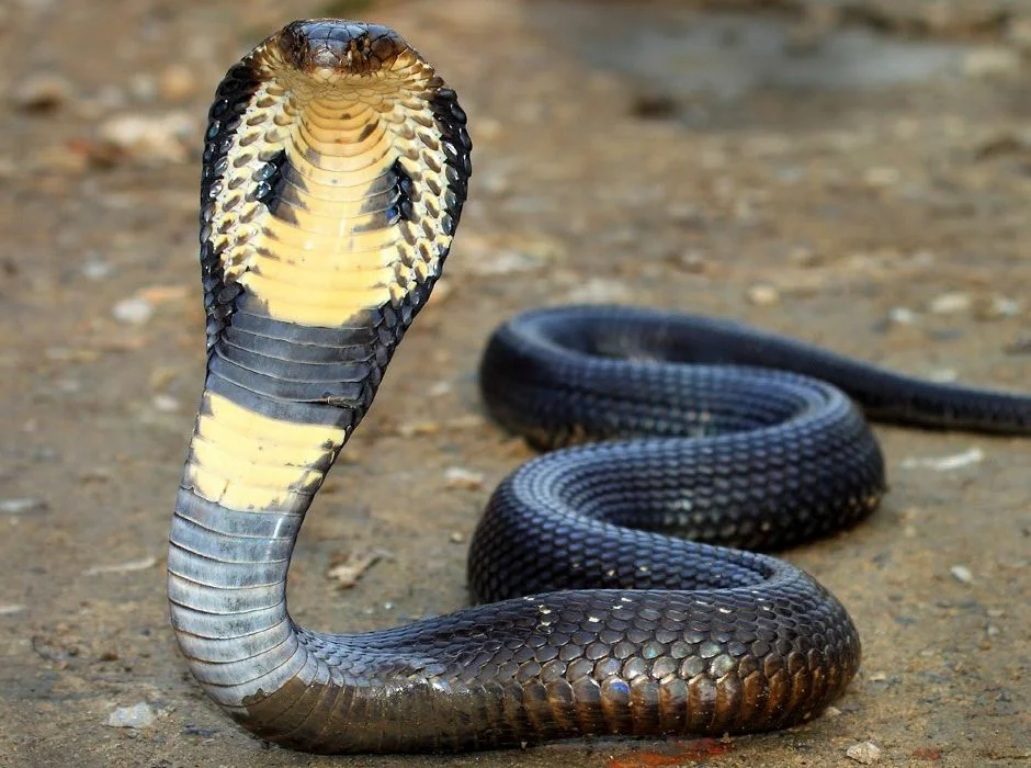 королевская кобра