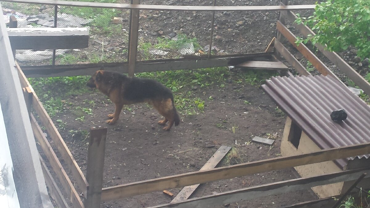 Эрих у прежнего хозяина в новом вольере. Фото сделано Александром и размещено с его согласия. 