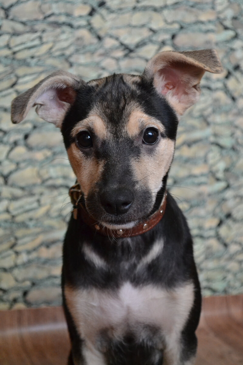 Машка (фото из личного архива) она до сих пор живет и здравствует. 