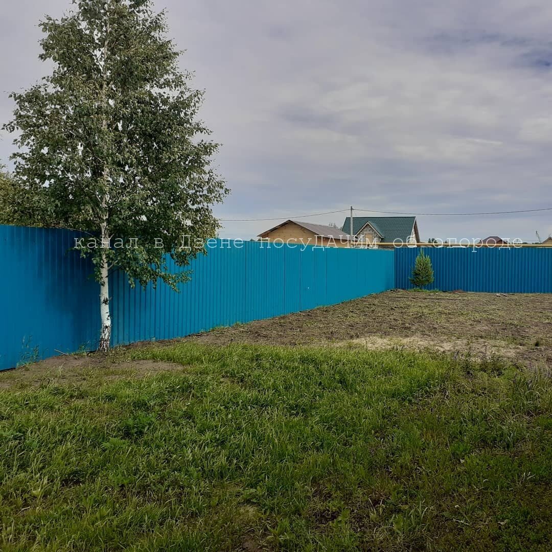 Береза в миг просушит корнями участок