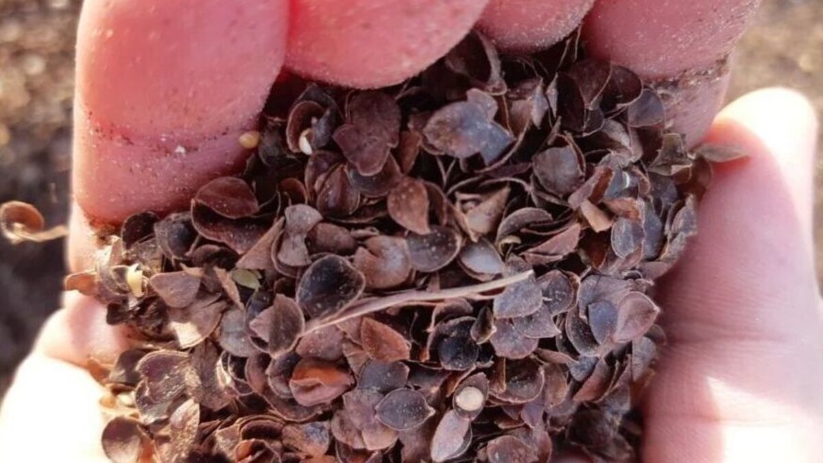 Шелуха гречки