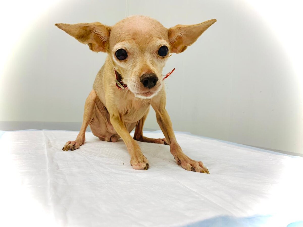 Мая в приюте для животных Омские Хвостики