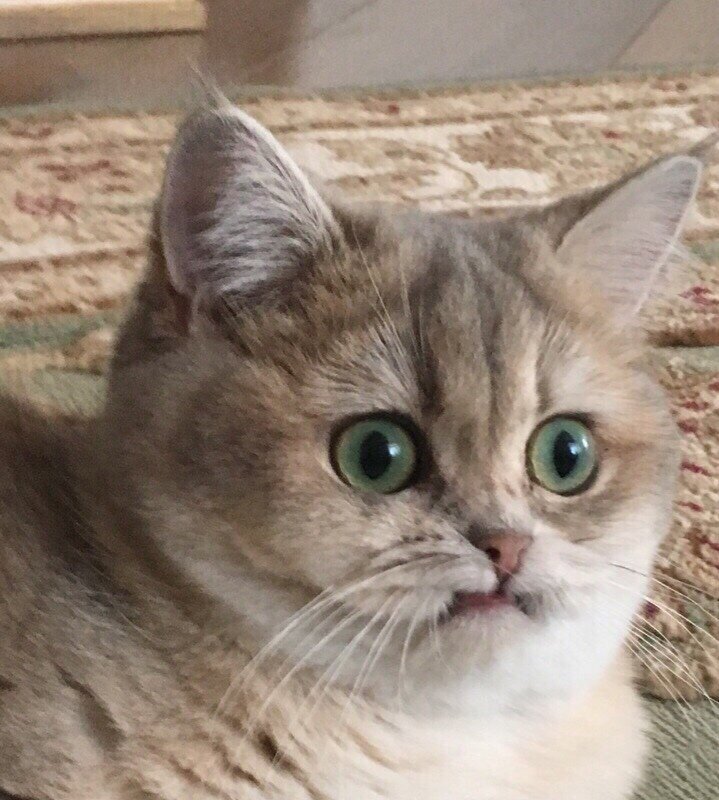 Румпельштильцхен на пахицефалозавре