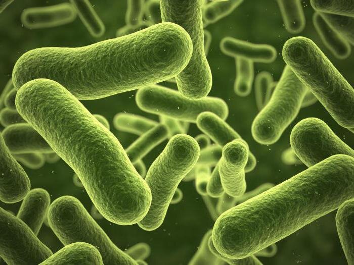 почему без деятельности бактерий жизнь на Земле была бы невозможна