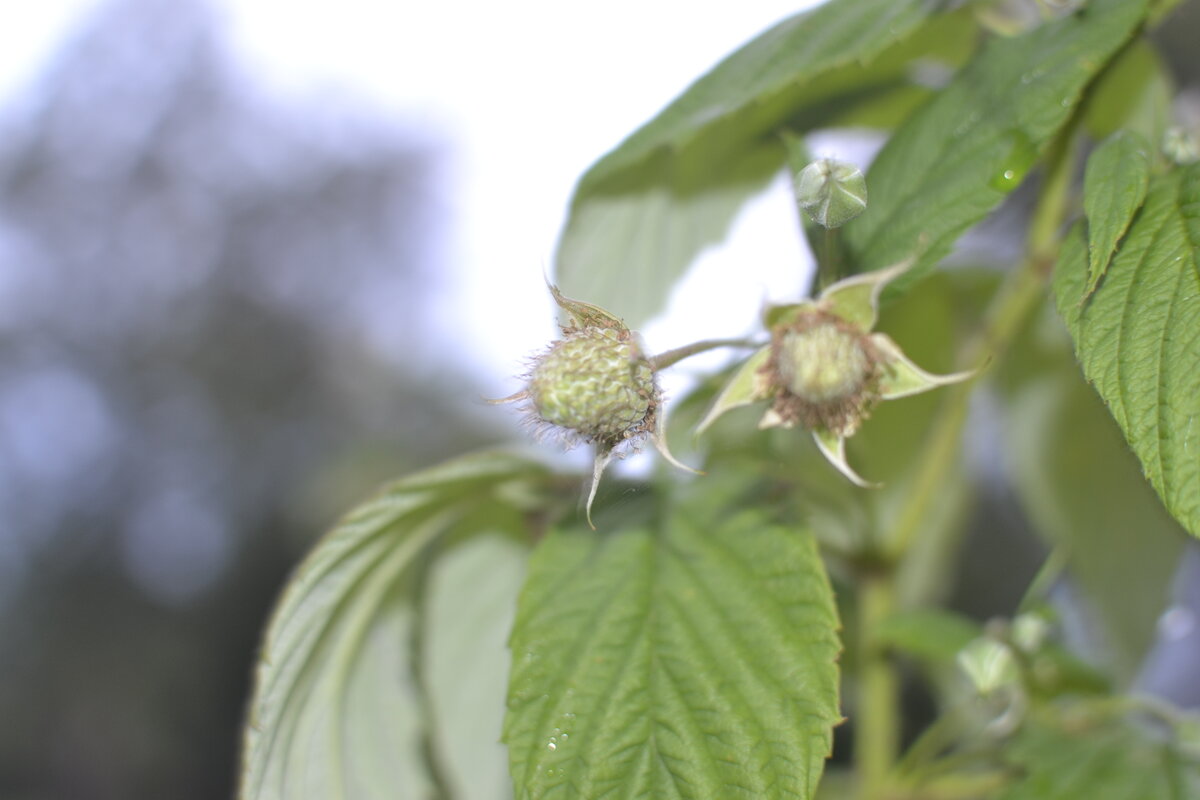 Фото автора. Это ремонтантная малина. Ягоды будут до октября.
