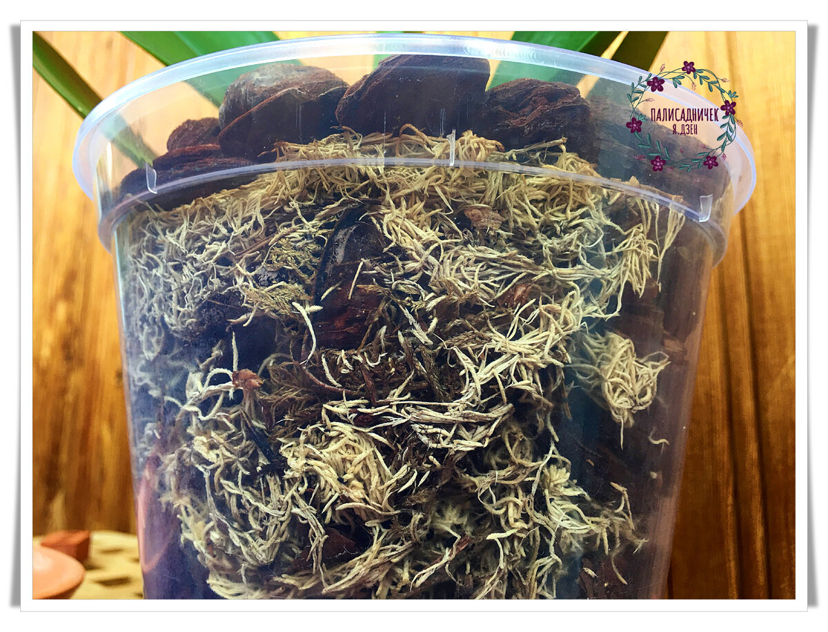 Кора и мох, мох и кора, кора и мох :)))) И ничего больше! Лучшее по мнению экспертов сочетание!