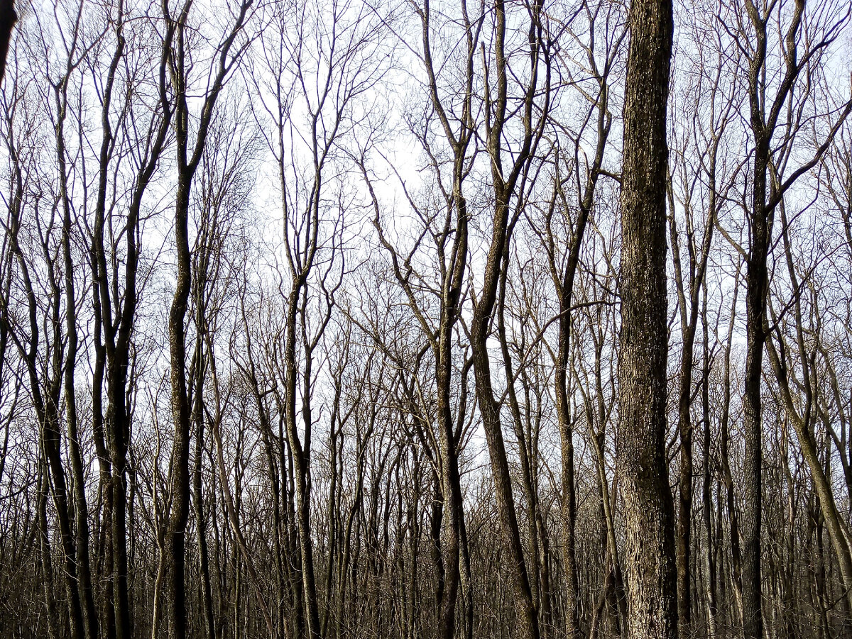 "Полная тишина окружала их..."