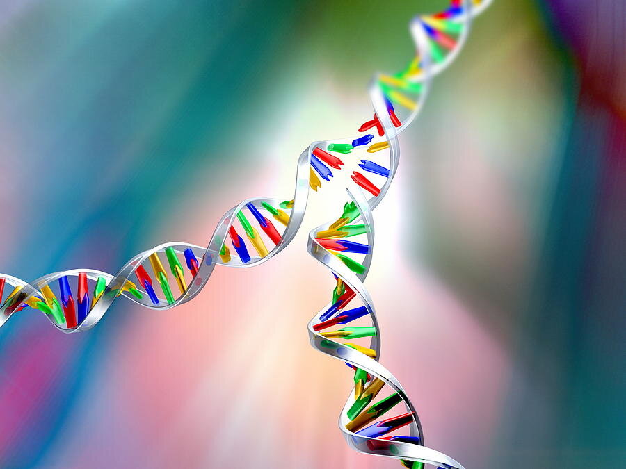  Процесс удвоения ДНК.