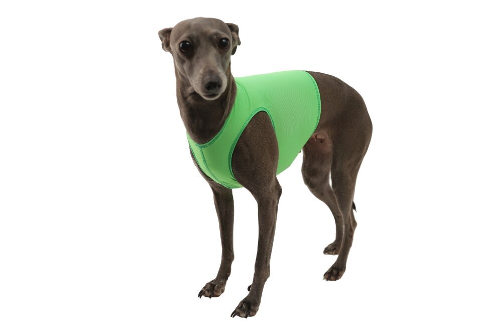 Майка для левретки