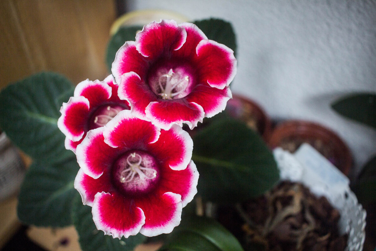 аванти красная с белым краем