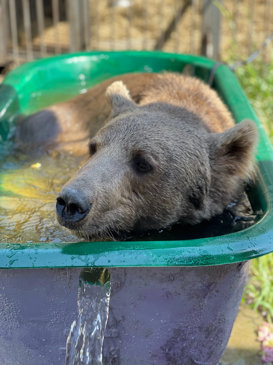 Балу и ванна