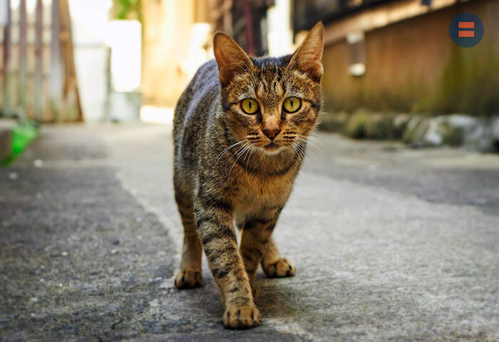 Кот на улице