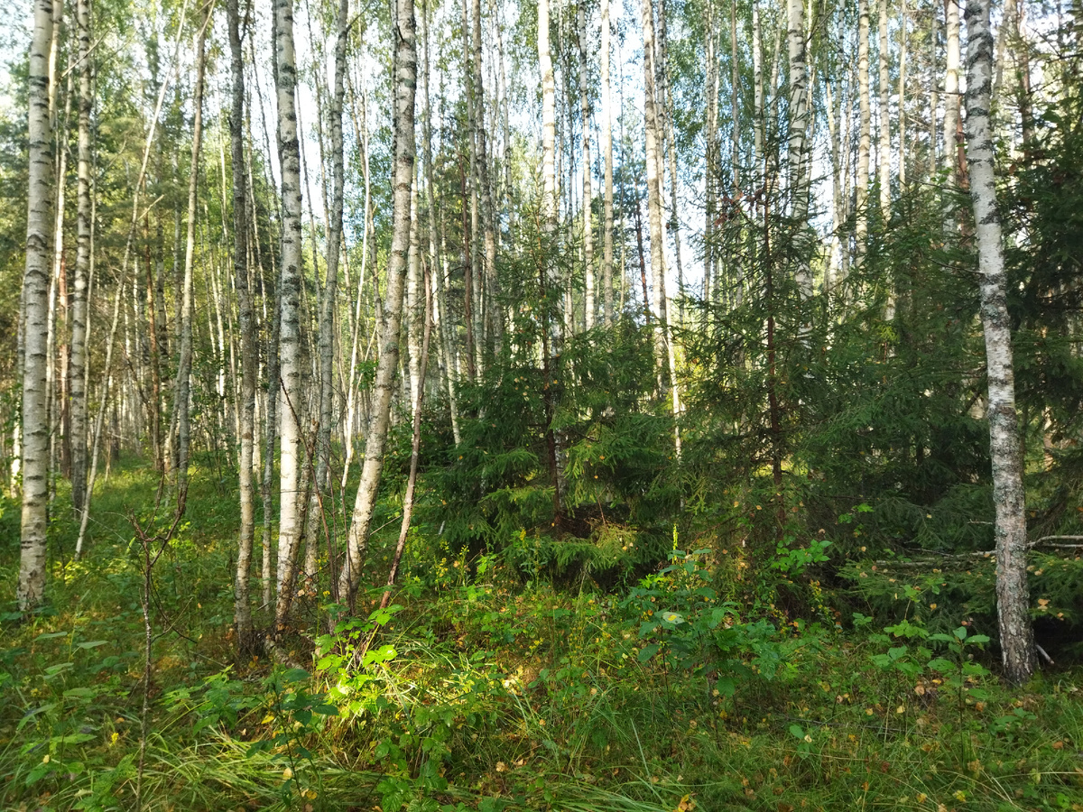 Фото мое. Конец июля, одна из вылазок в березняк