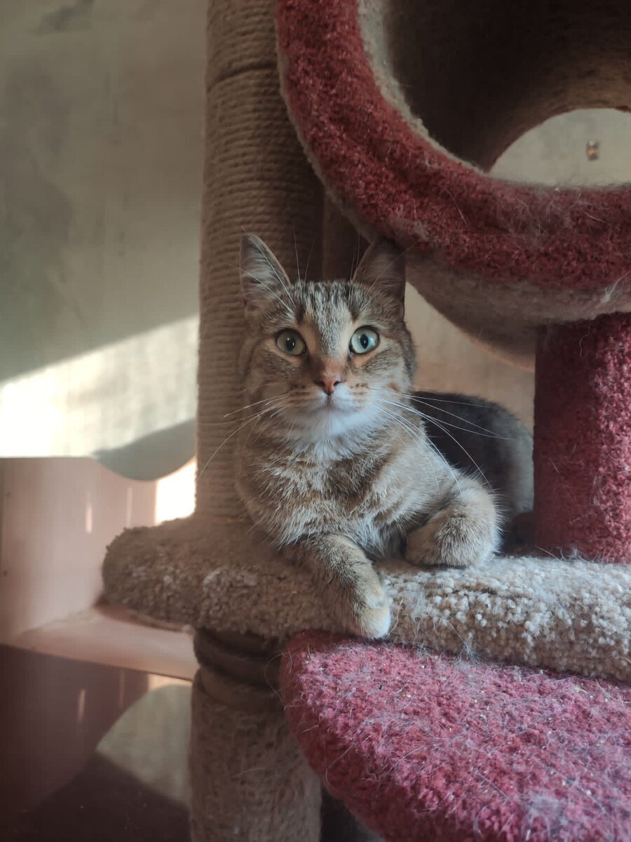 Здравствуйте, я Эми! Люблю играть и мурчать. Пожалуйста, приходите со мной знакомиться, чтобы забрать в ваш замечательный дом!