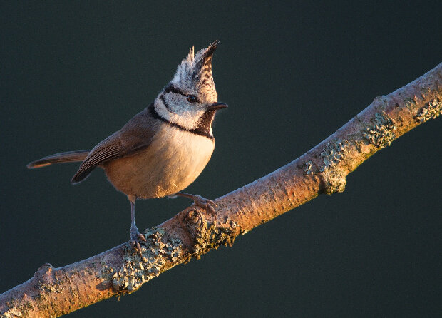 Хохлатая синица (Lophophanes cristatus)
