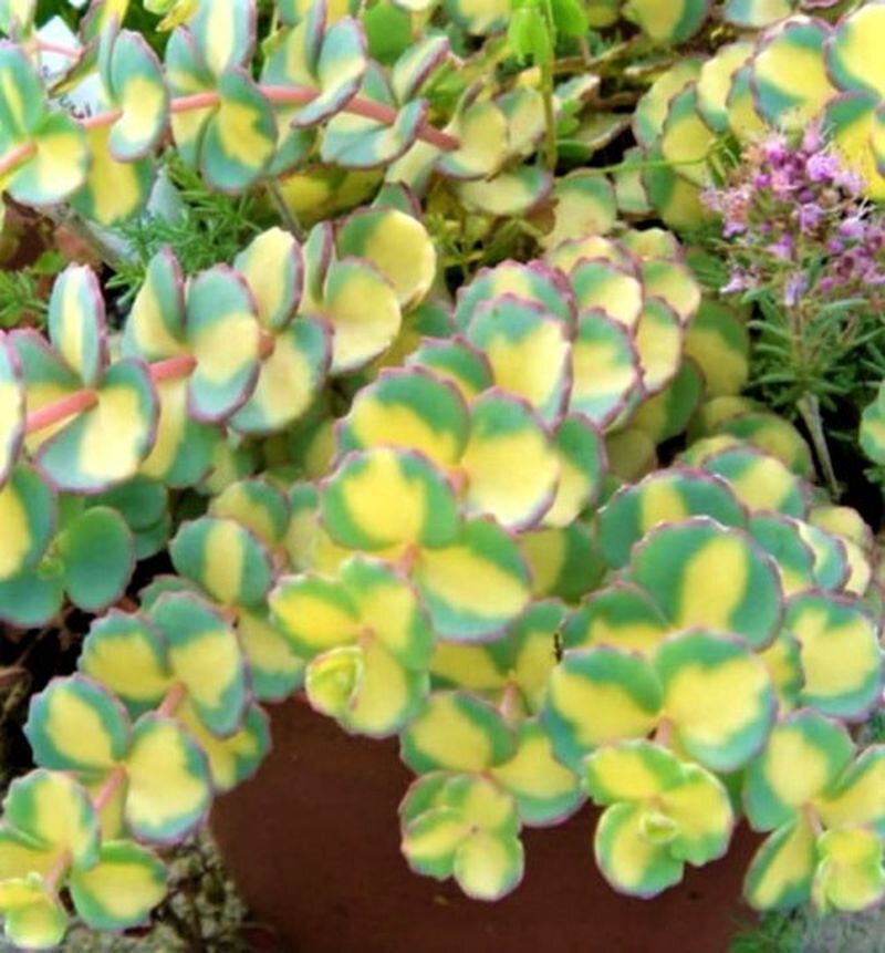  Неприхотливое украшение дома и сада. Фото с сайта: https://clck.ru/Yvd9J.