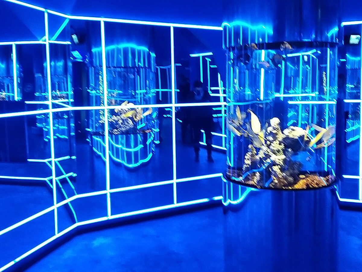 Центр океанографии, выставка морских рыб, фото автора