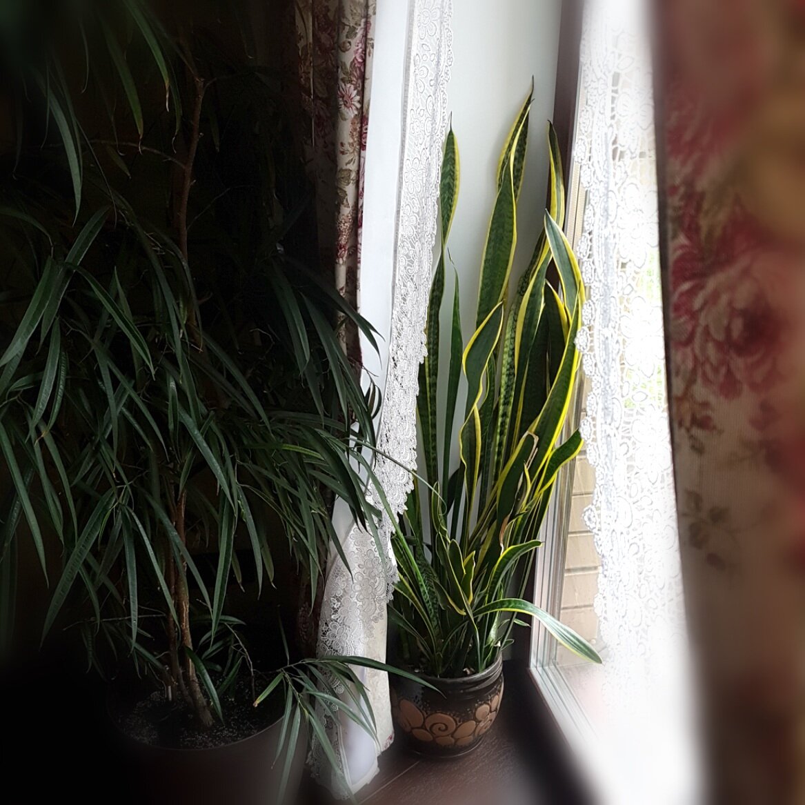 Сансевиера трехполосная, 'Лауренти'