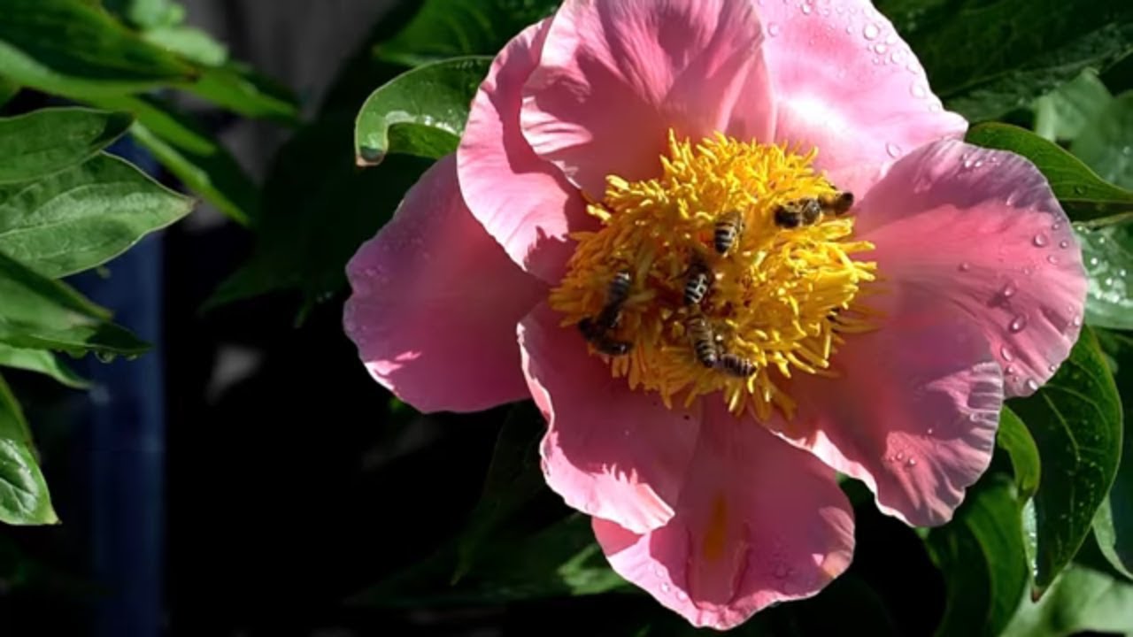 Sugar n spice. Пион Шугар Спейс. Paeonia Sugar 'n Spice.