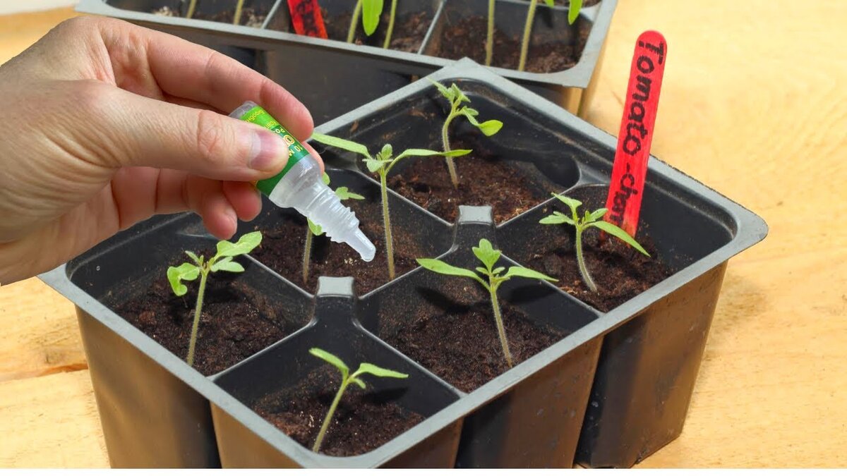 Яндекс картинки