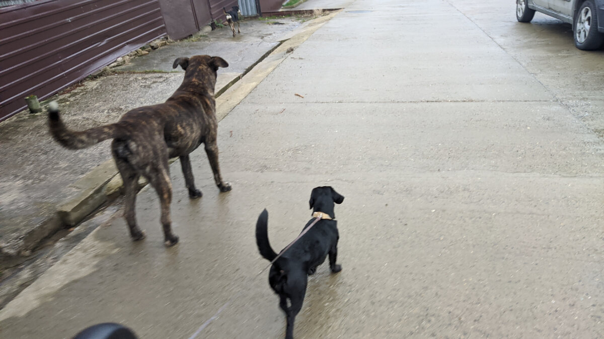 Теперь главный защитник у Ларисы не я) 