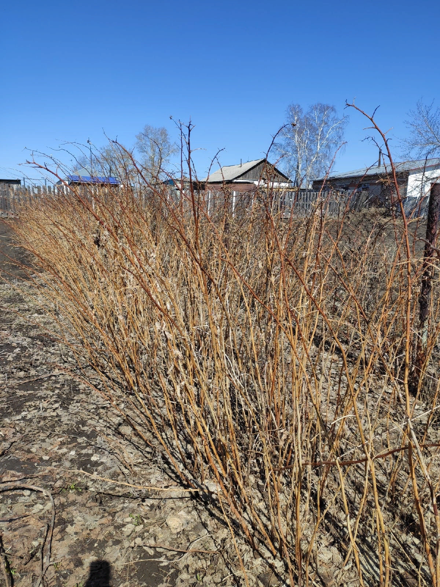 Вот такие заросли были