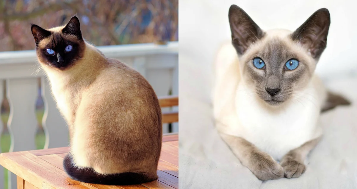 🐱Тайская и сиамская кошки: откуда они родом, что у них общего и есть ли  различия. Чем кормить восточных красавиц | Нос, хвост, лапы | Дзен