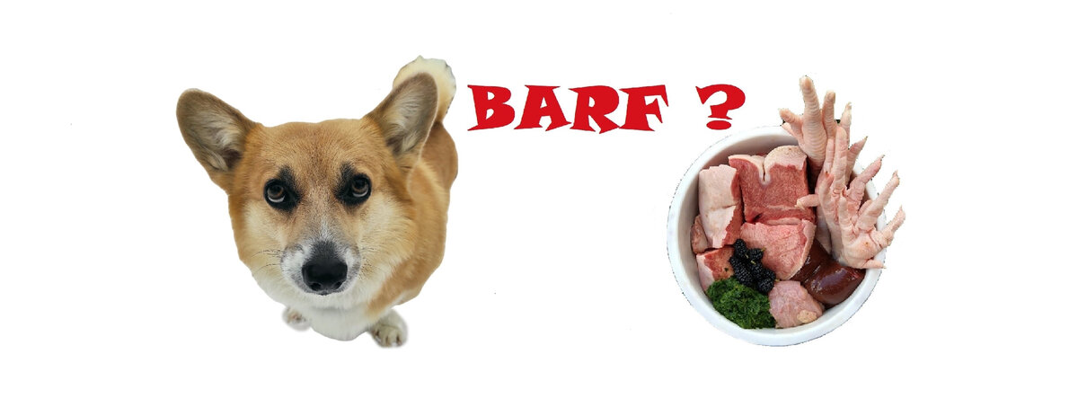 Рецепт против собака. Нормы кормления собак таблица. Можно ди собаке овчарке кукуруз3. Еда для собак. Корм для кокер спаниеля английского.