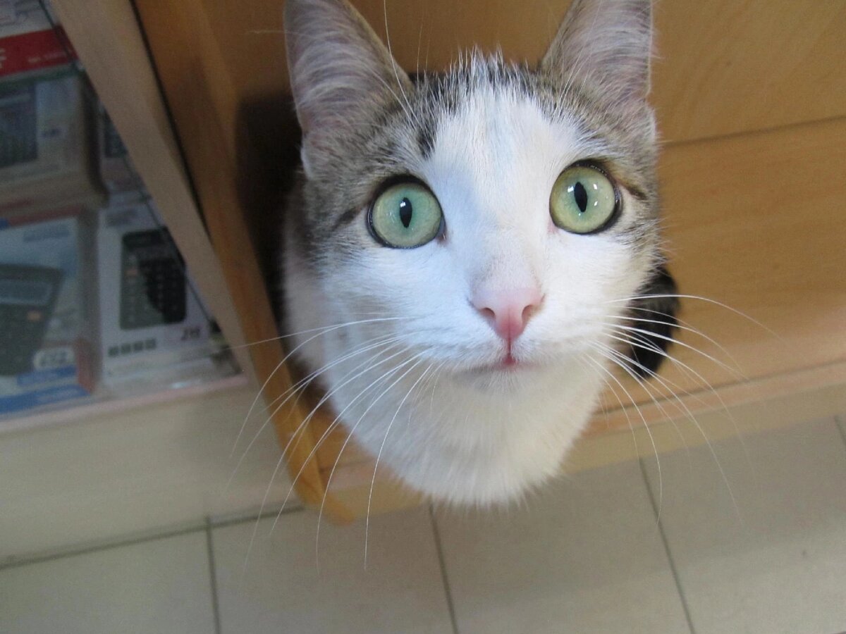 Знакомьтесь,  Буся. Кошка, которой очень нужна наша помощь. 