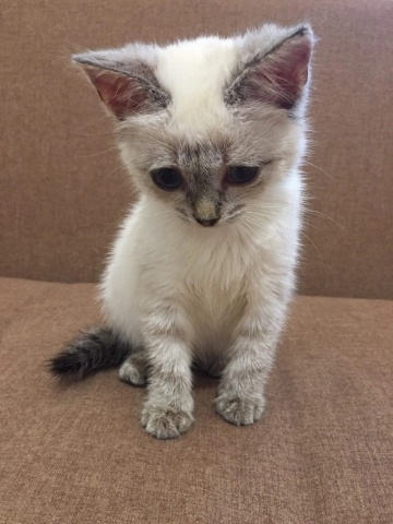 Вот какая красотка. Фото автора