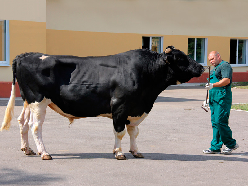 Племенные быки производители. Кормовые быки. Порода бычков герефорд. Бык содержание. Быки содержание.