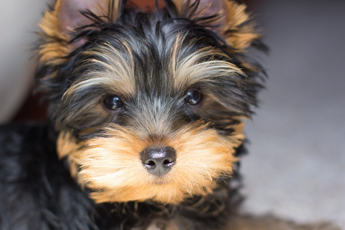 Щенок породы йоркширский терьер