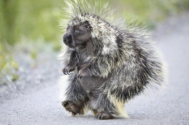 ��������, ������������������ ��������. ������� ������.