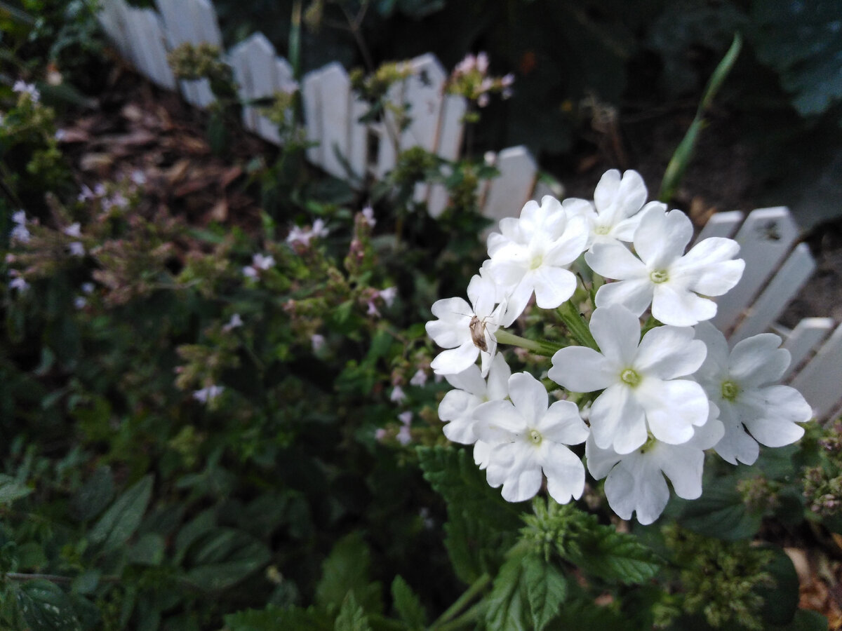 Verbena анис леденцы