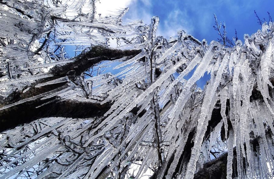 Лед на ветках