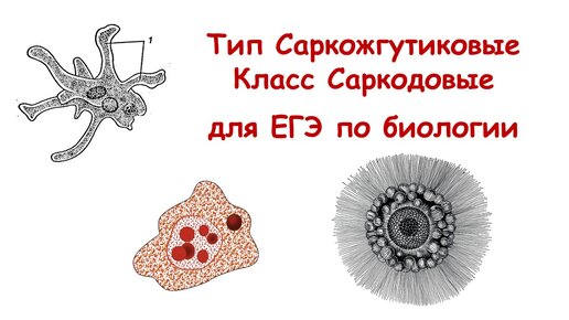 Класс Саркодовые для ЕГЭ по биологии