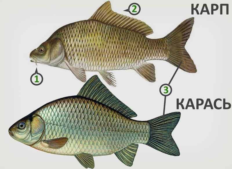 Буфала рыбы. Карп карась сазан отличие. Рыба Карп сазан. Карп карась сазан. Рыба сазан и Карп отличия.