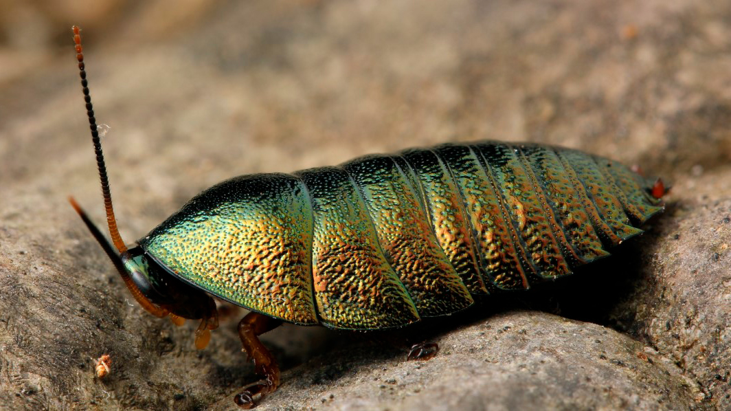 Corydidarum magnifica (фото из Интернета)