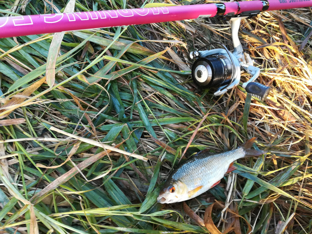 Матчевая леска эффективна как при ловле карпа, так и при ловле донными снастями