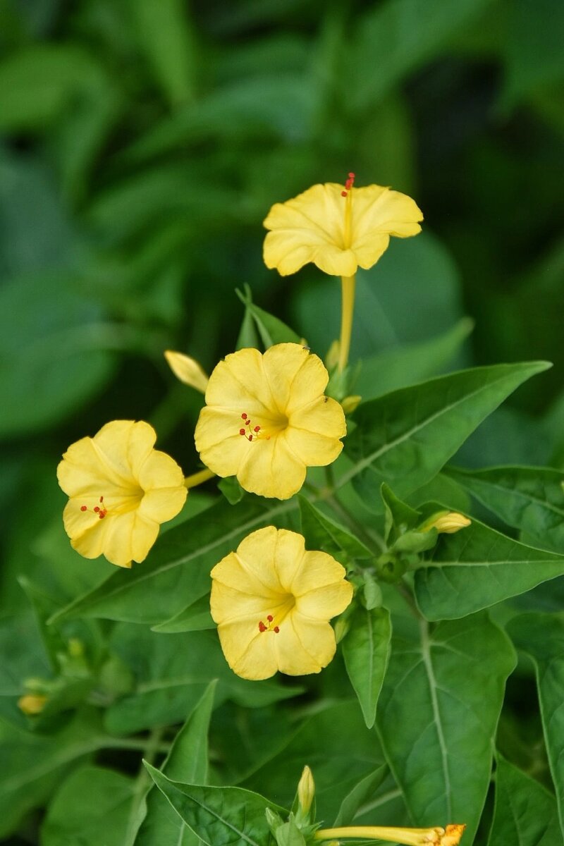 Мирабилис. Адлер в августе