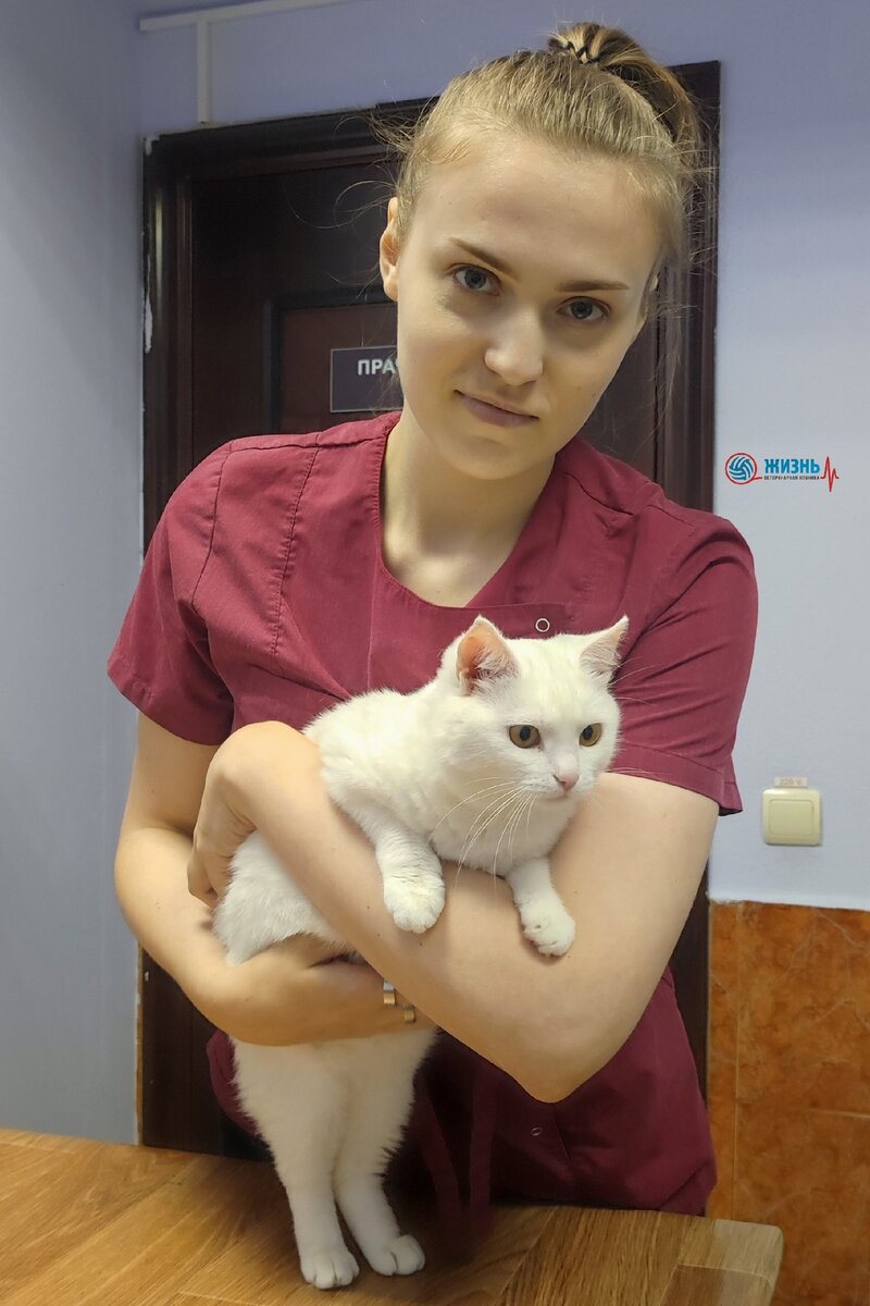 Клинический случай: гемангиосаркома у кошки. 