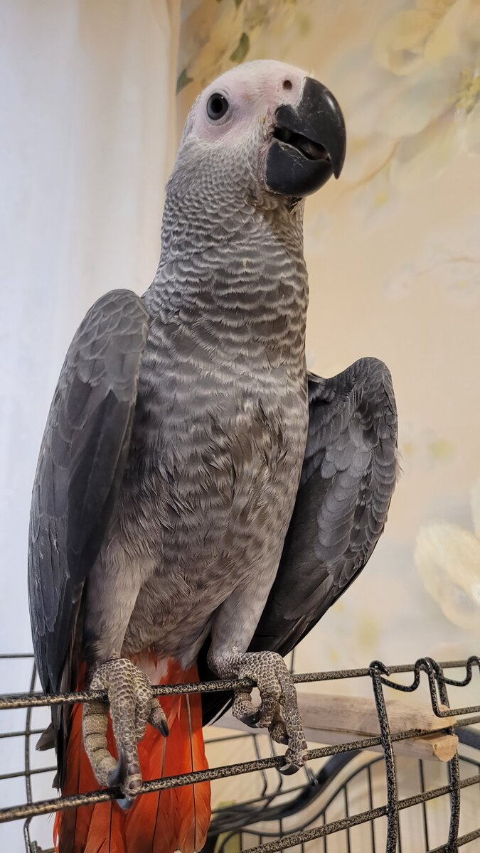 Приехал наш король жако.)