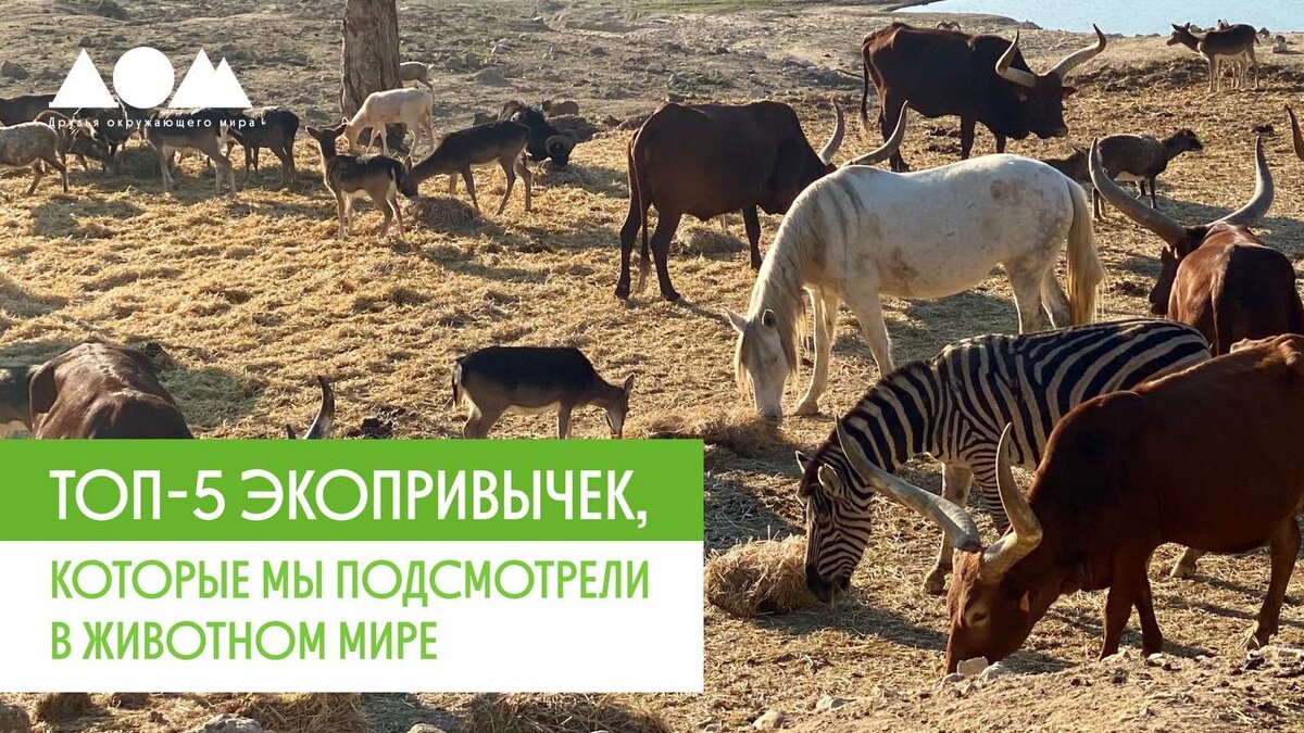 Топ-5 экопривычек, которые мы подсмотрели в животном мире | Движение за  экологию «Друзья окружающего мира» ДОМ | Дзен