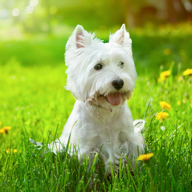 Как выбрать идеального питомца