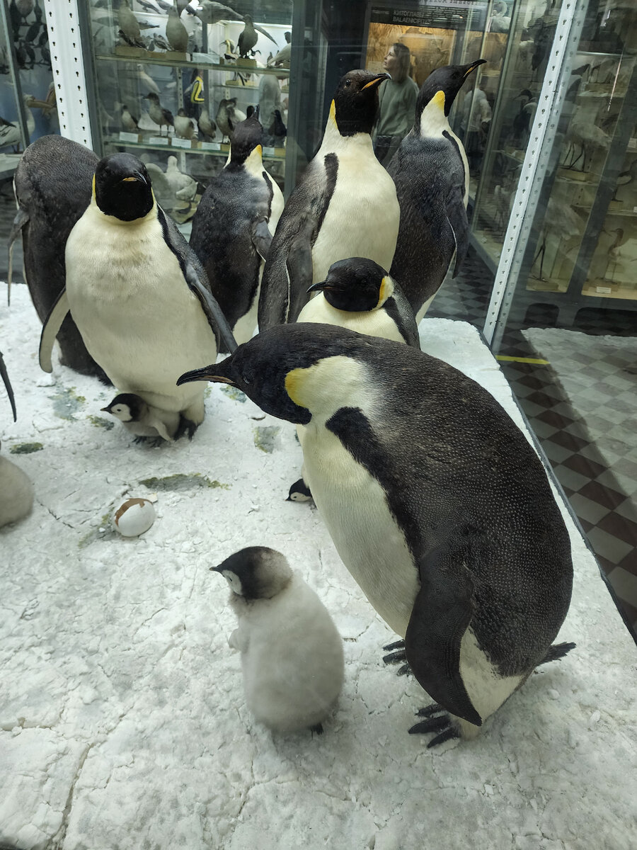 Пингвины. Фото автора