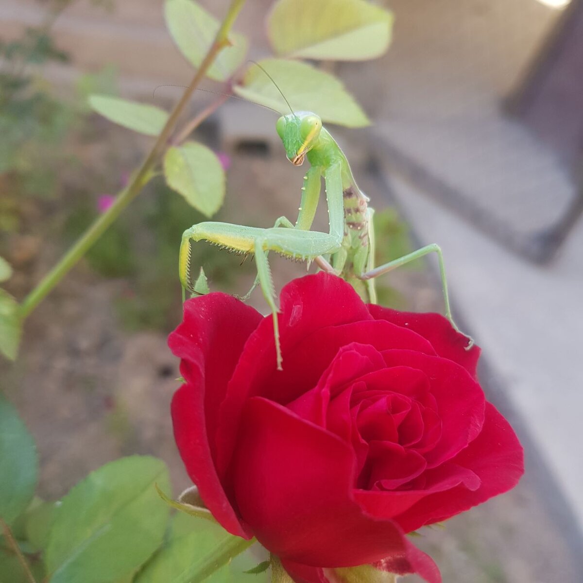 Богомол на розочка 