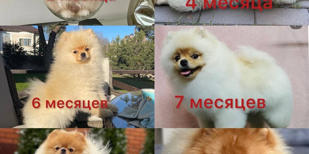 Детская линька у шпица