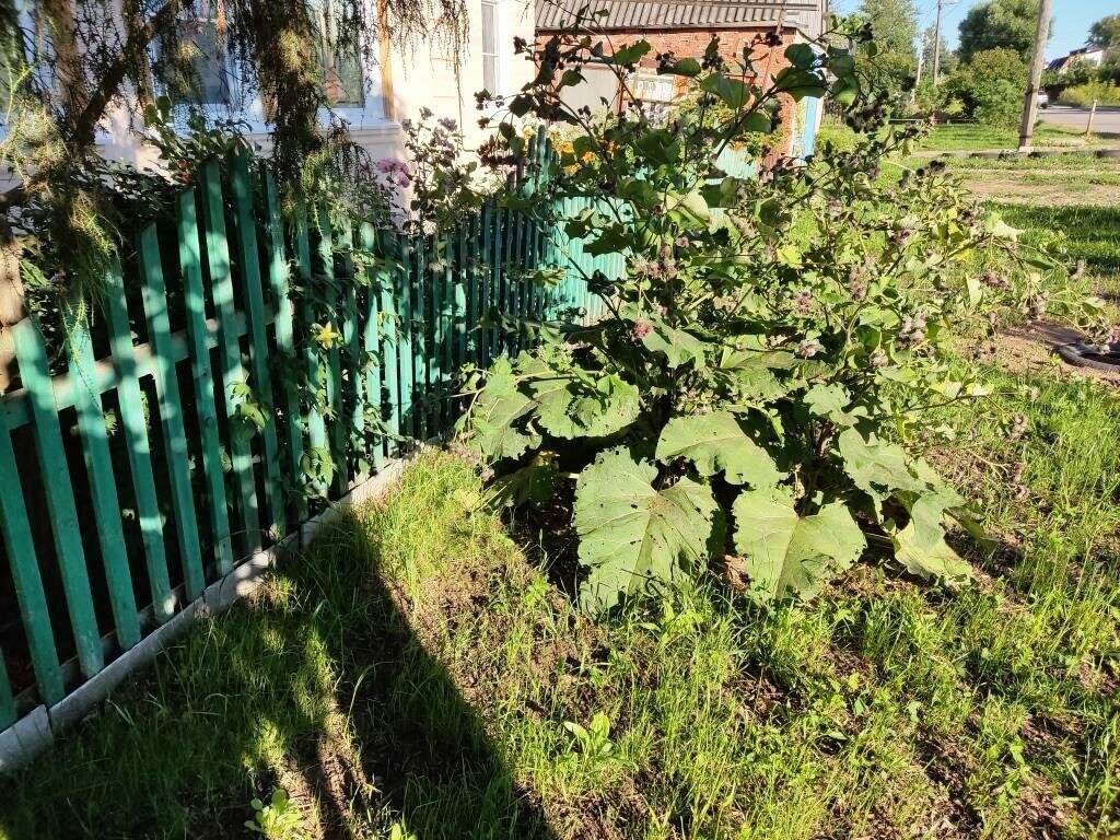 В палисаднике цветут розы и лилии, а перед забором — цветет куст лопуха.