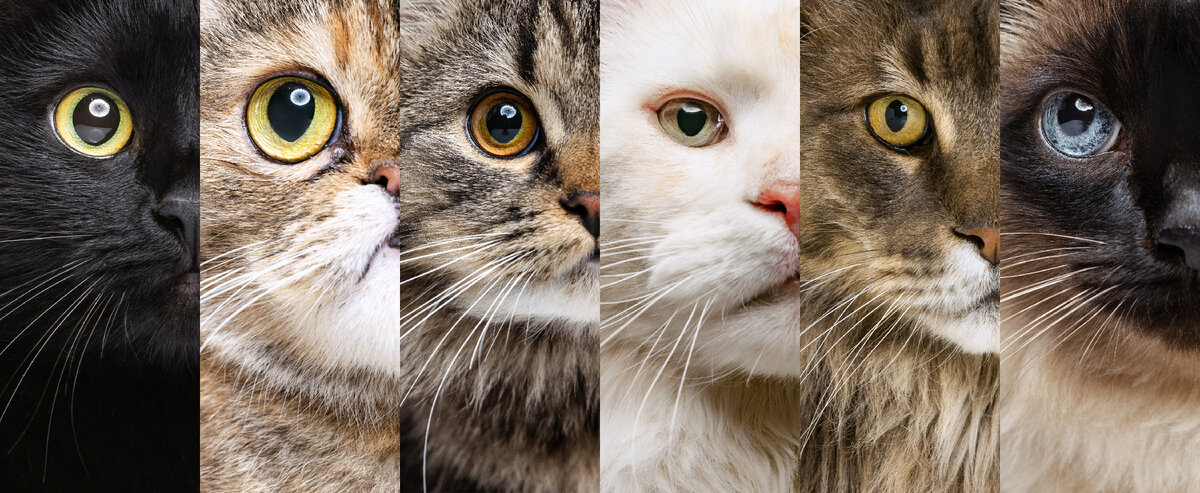Клички для кошек: 30 вариантов и их значения | Замурчательные советы | Дзен