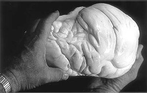 По форме жемчужина напоминала человеческую голову в чалме, за что местный мулла и назвал ее «Жемчужина Аллаха»